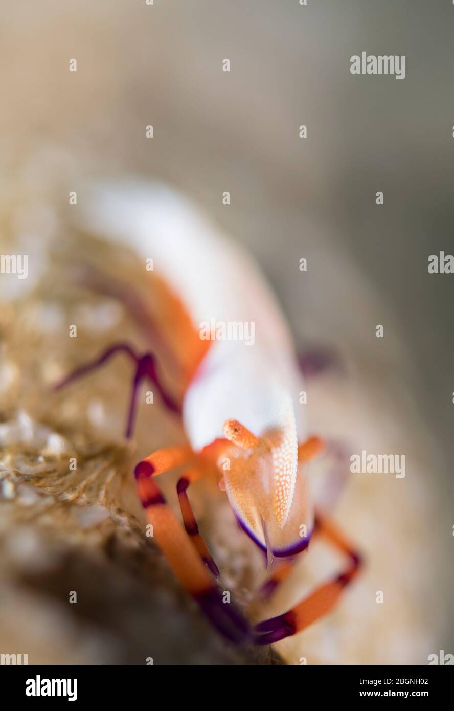 Une crevette empereur sous l'eau d'Ambon Indonésie, prise dans le style bokeh. Macro photographie sous l'eau gros plan avec une crevette. Banque D'Images