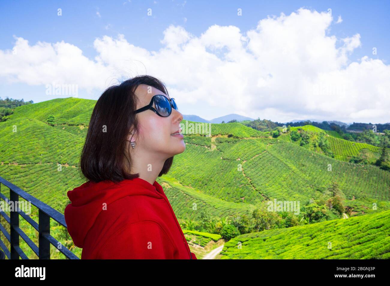 La BOH Tea Company a été fondée en 1929 et est l'une des célèbres marques de thé en Malaisie. L'un des points forts de la pittoresque région de Cameron Highlands, le v Banque D'Images