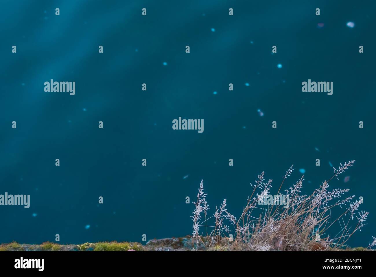 Végétation sur le bord de la rivière, plantes et mousses qui poussent sur le béton Banque D'Images