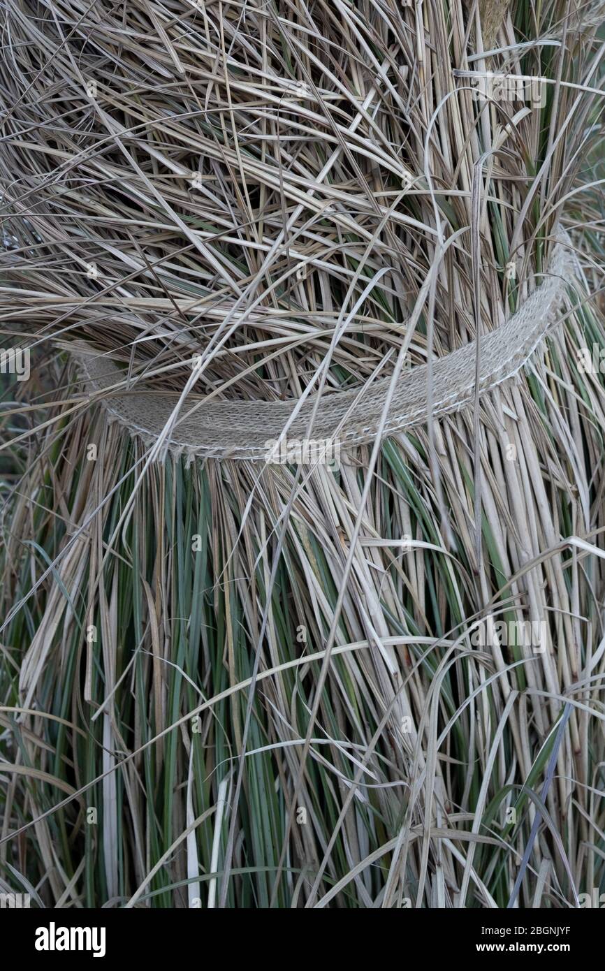 Tiges de pamplas herbe attachées avec ruban de coton Banque D'Images