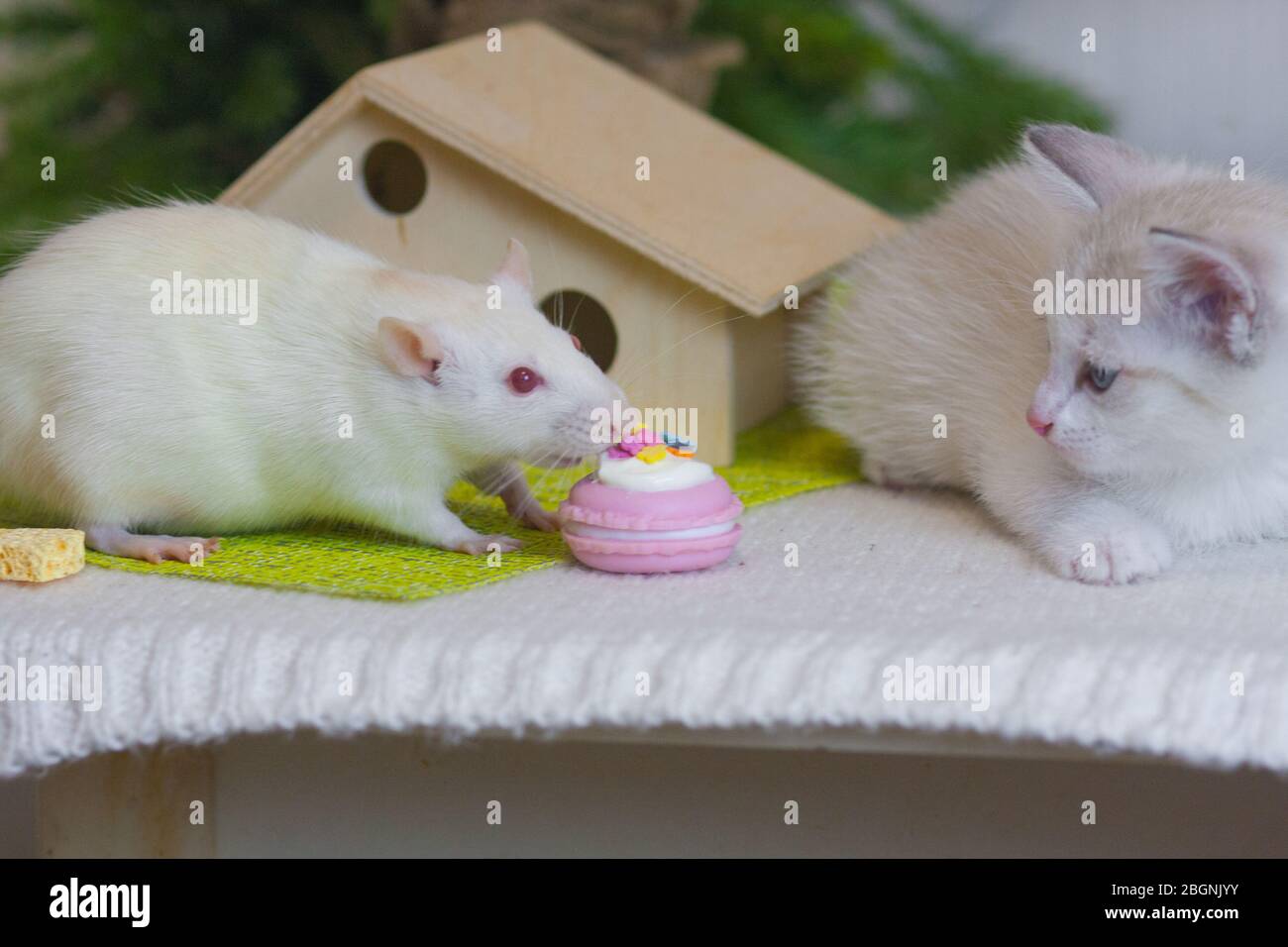 Bonne Humeur Chat Et Souris Mignons Tom Et Jerry Bonjour Et Bonne Journee Rat Avec Cookies Colores Photo Stock Alamy