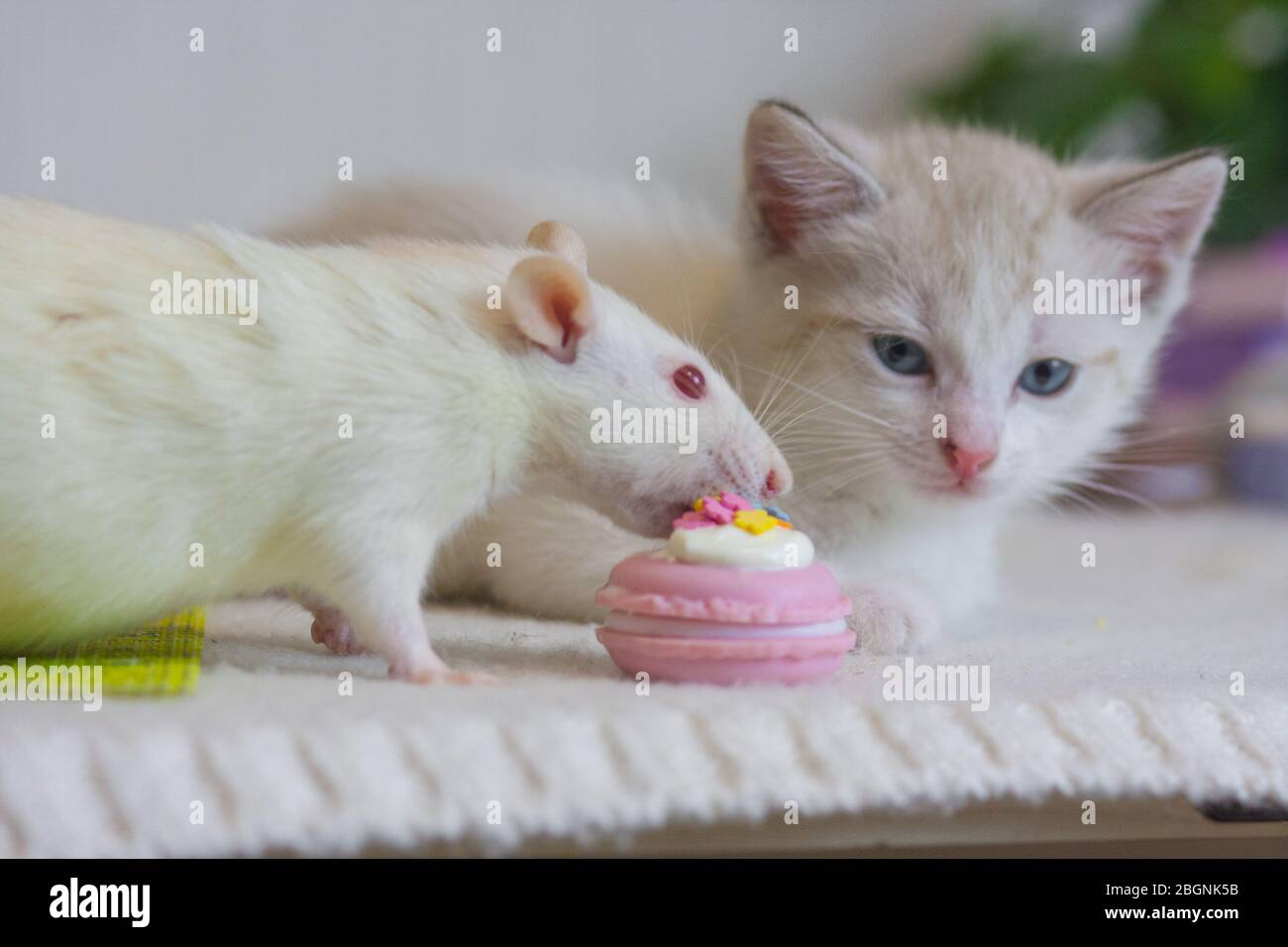 Bonne Humeur Chat Et Souris Mignons Tom Et Jerry Bonjour Et Bonne Journee Rat Avec Cookies Colores Photo Stock Alamy