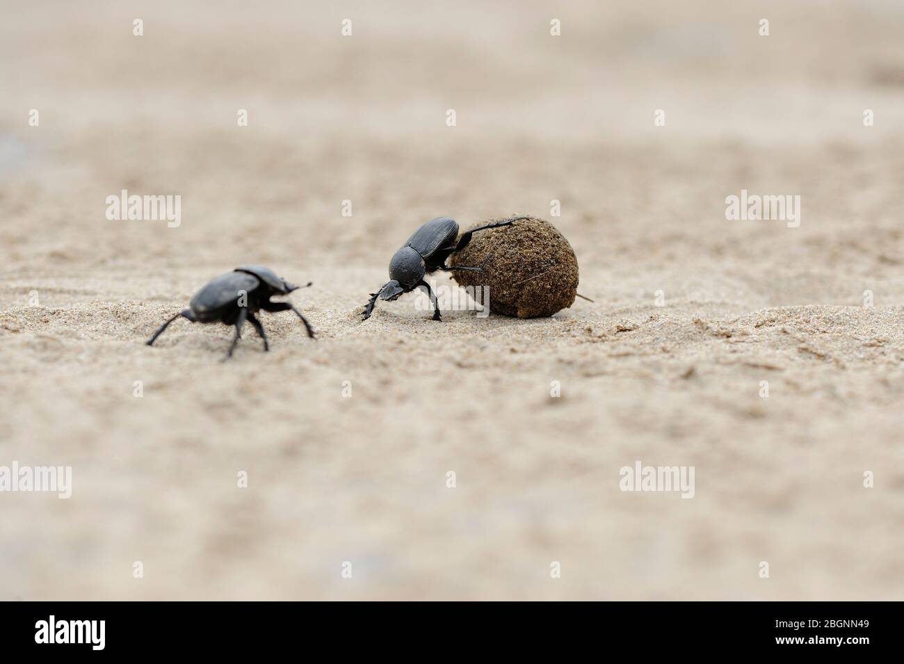 dung coléoptères sur le sable de plage luttant pour le ballon Banque D'Images