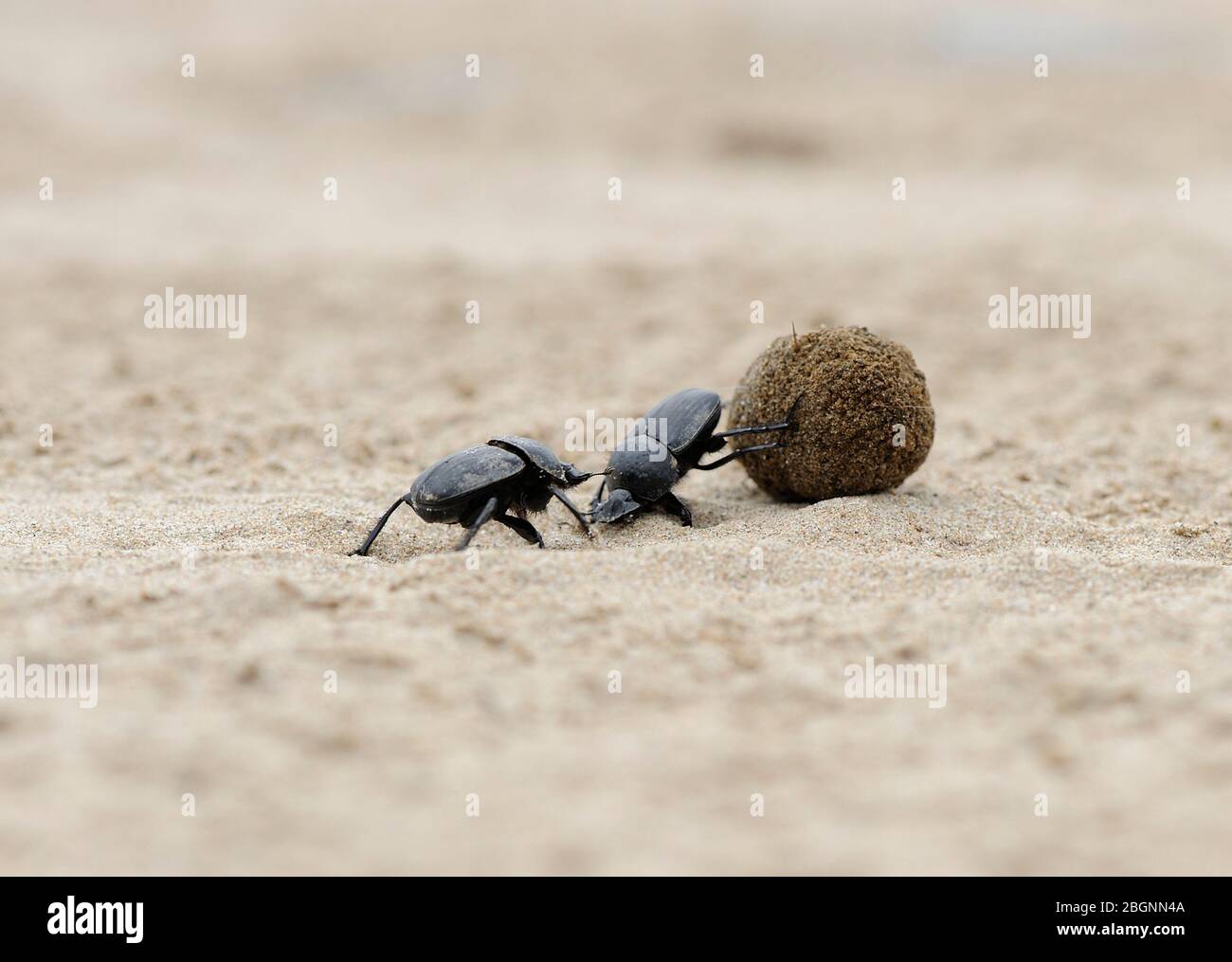 dung coléoptères sur le sable de plage luttant pour le ballon Banque D'Images