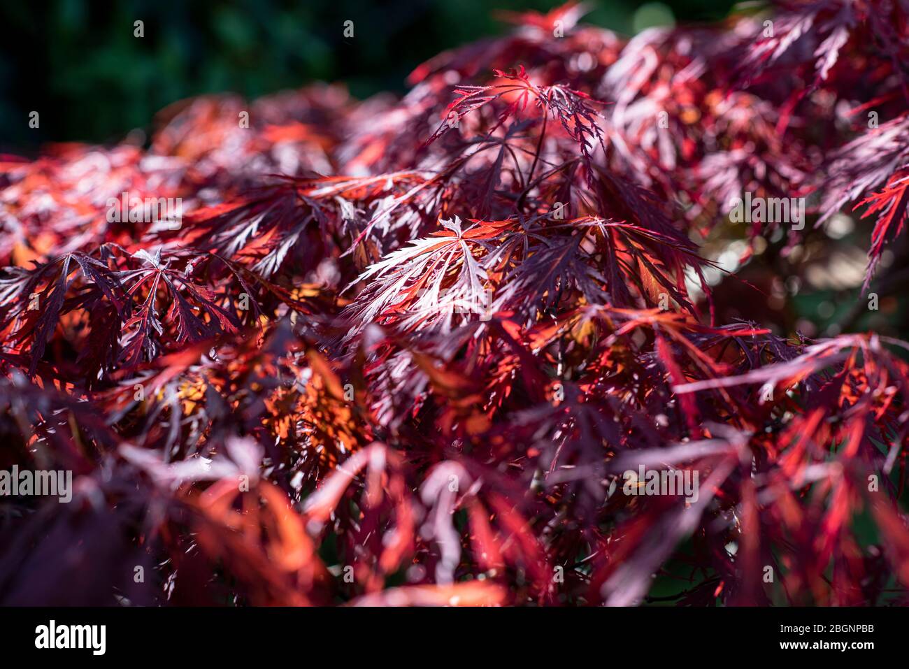 Une photo détaillée d'un Acer japonais dans un jardin anglais ensoleillé. Banque D'Images