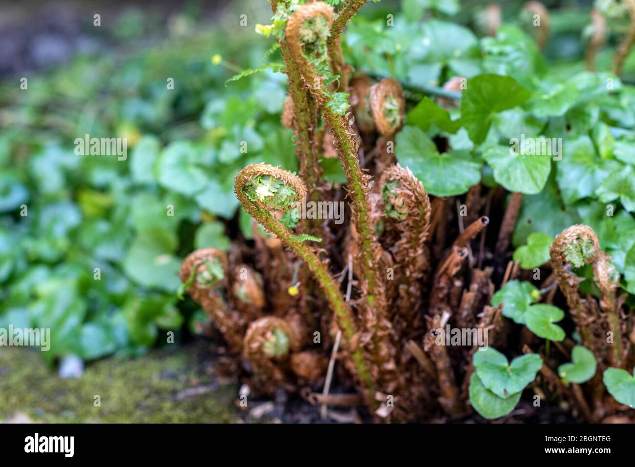 Un fougères dans un jardin anglais. Banque D'Images