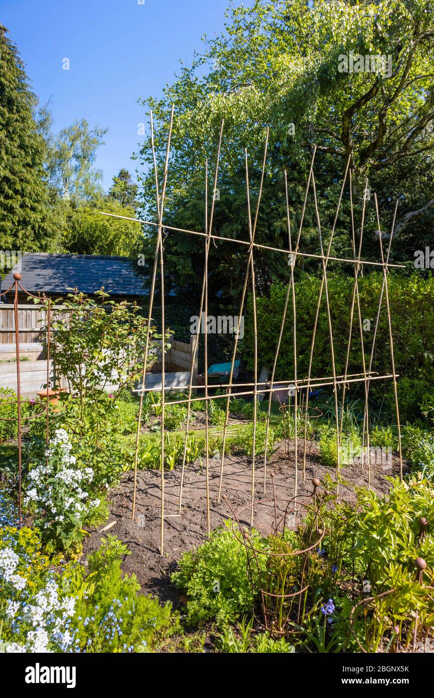 Maison fait bambou canne A-frame soutien de crête pour des plantes grimpantes telles que des haricots de canal ou des pois doux, dans un jardin à Surrey, au sud-est de l'Angleterre Banque D'Images