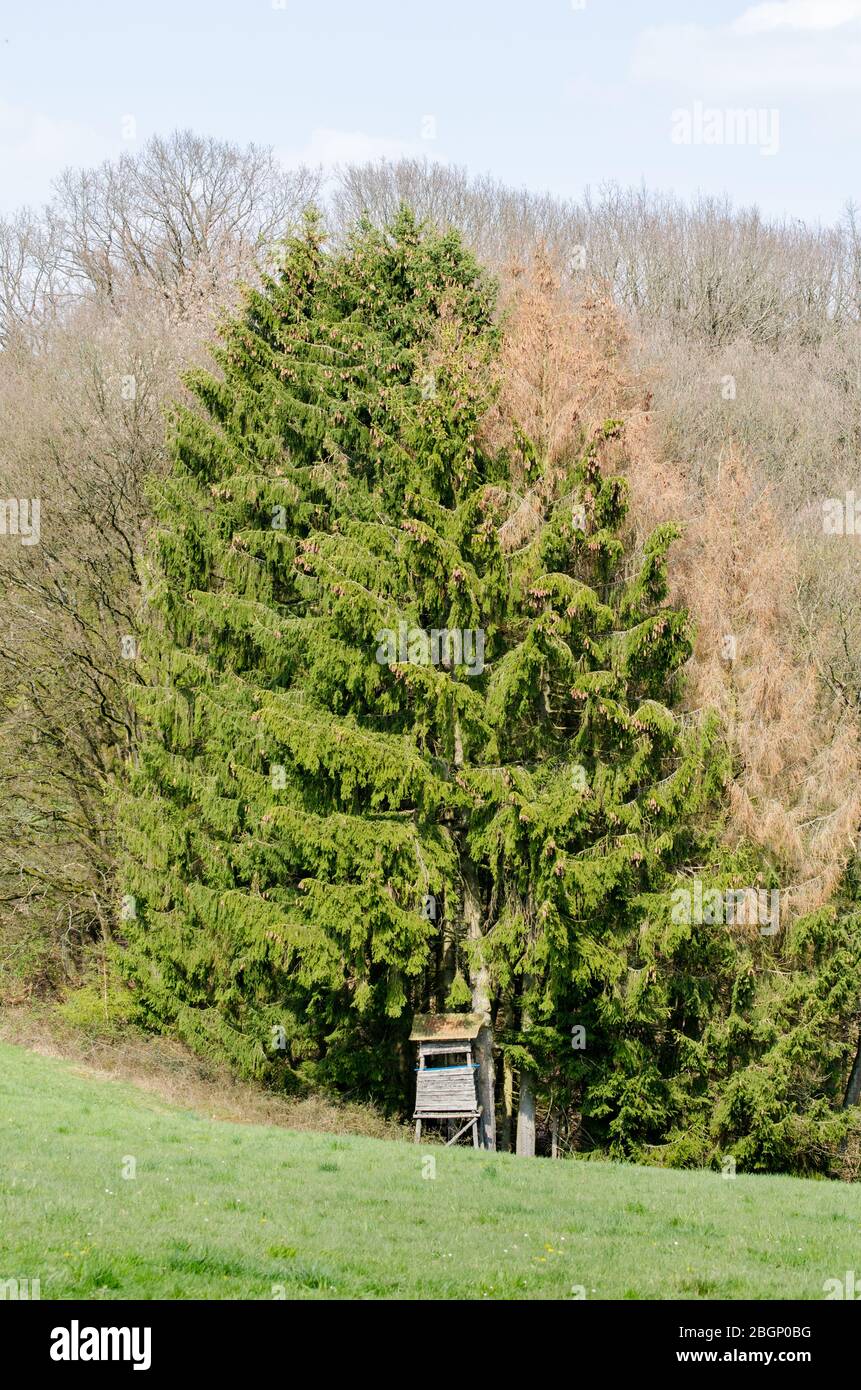 Forêt en Rhénanie-Palatinat, Allemagne, Europe occidentale Banque D'Images