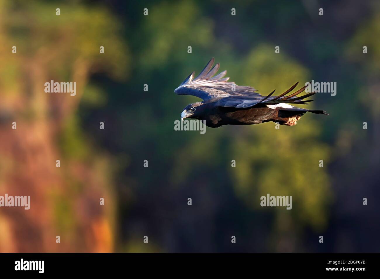 L'Aigle de Verreaux (Aquila verreauxii) adulte en vol, envolée dans les thermiques très près. Chutes Victoria - Zimbabwe. Banque D'Images