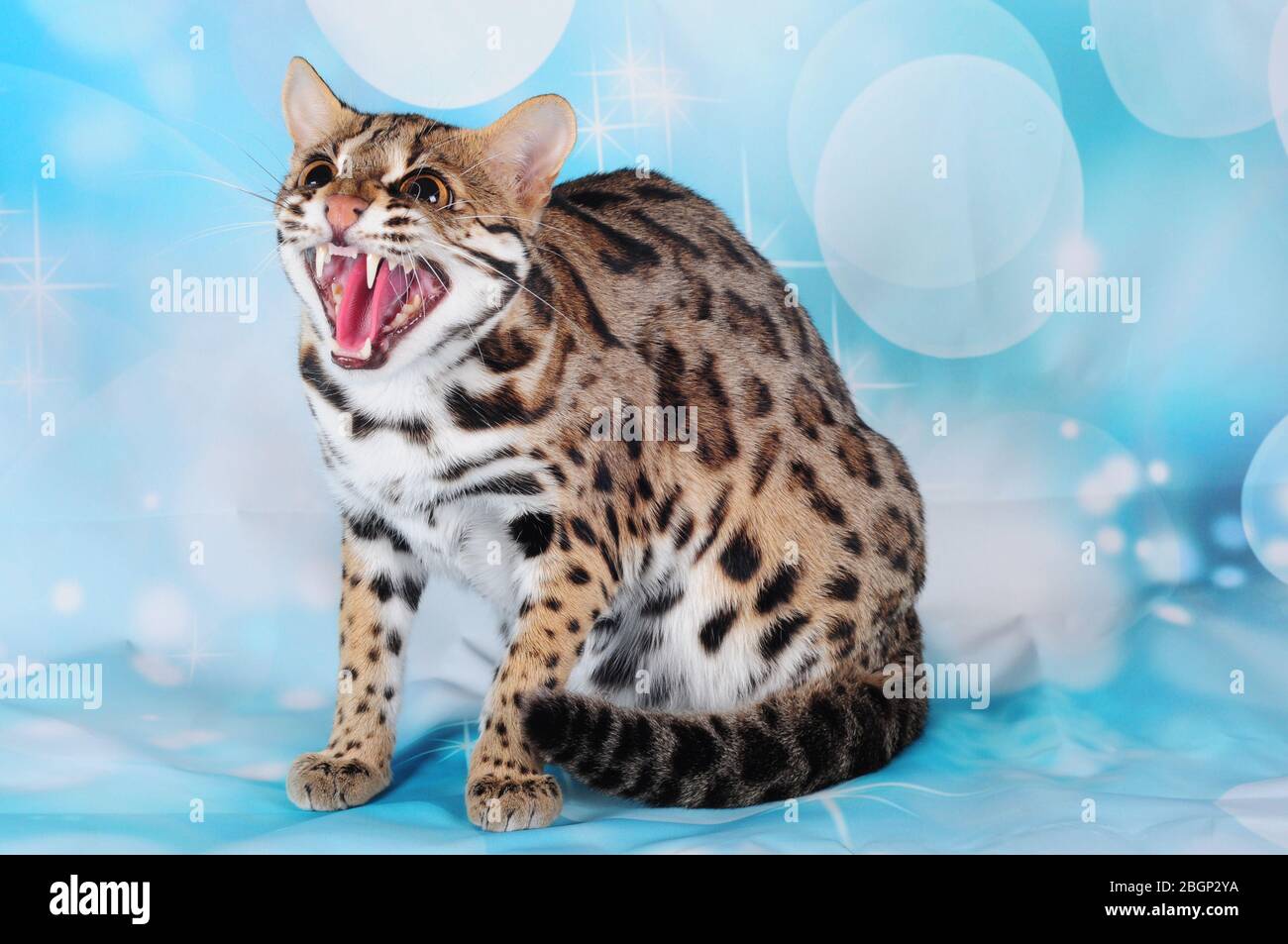 chat léopard asiatique sur fond bleu Banque D'Images