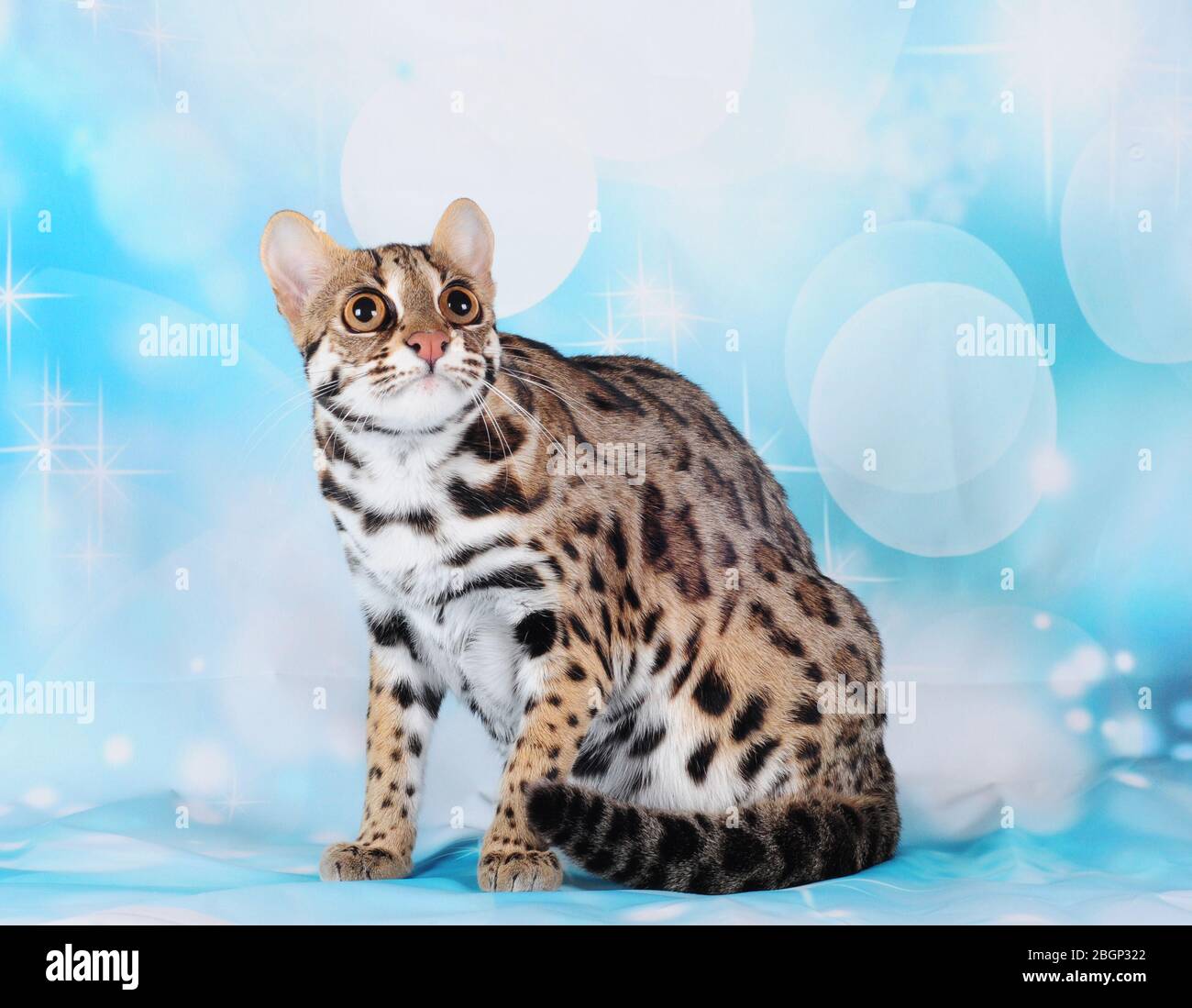 chat léopard asiatique sur fond bleu Banque D'Images