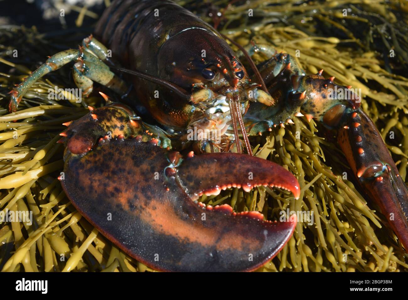 Joli homard rouge sur la côte du maine Banque D'Images