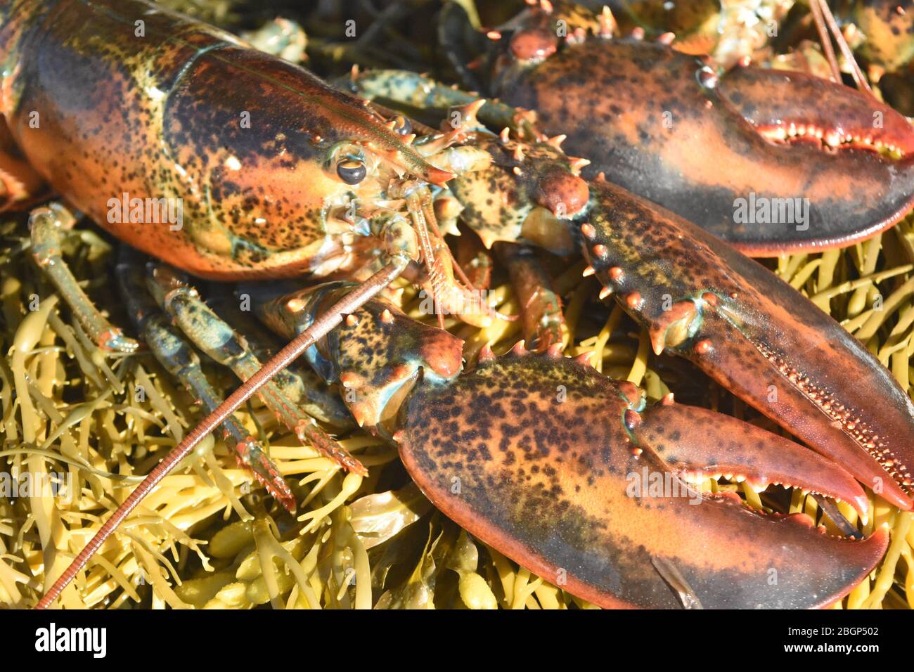 De belles couleurs sur ce homard rouge du maine Banque D'Images