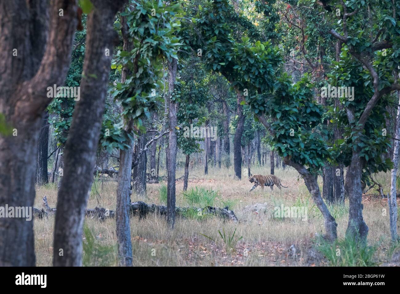 L'image du Bengale Riger (Panthera tigris) dans le paysage du parc national de Bandavgrah, Inde, Asie Banque D'Images