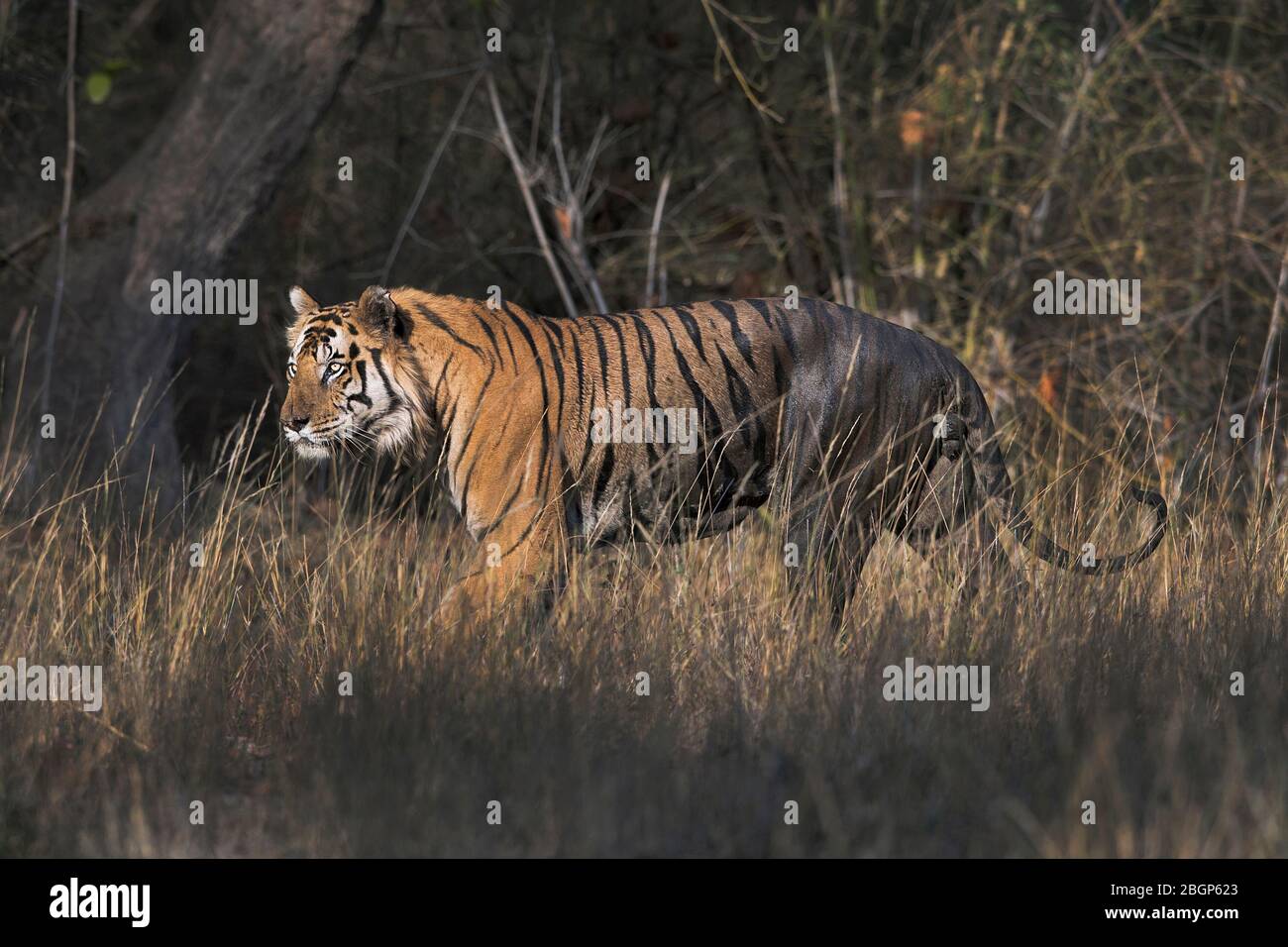 L'image du tigre du Bengale masculin (Panthera tigris) dans le parc national de Bandavgrah, Inde, Asie Banque D'Images