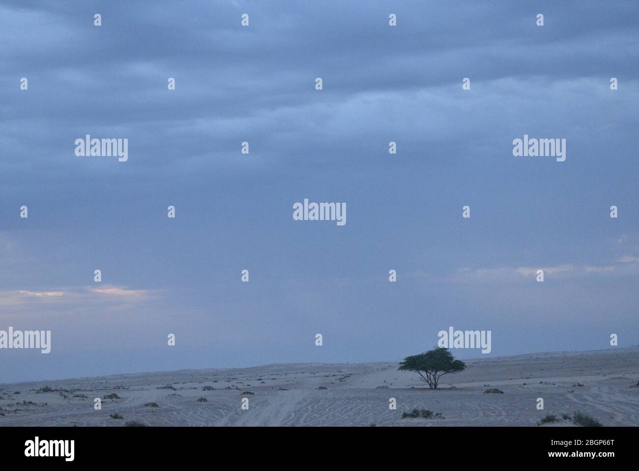 Parapluie Thorn Acacia tortilis dans le désert moyen-est.photographie du désert. Banque D'Images