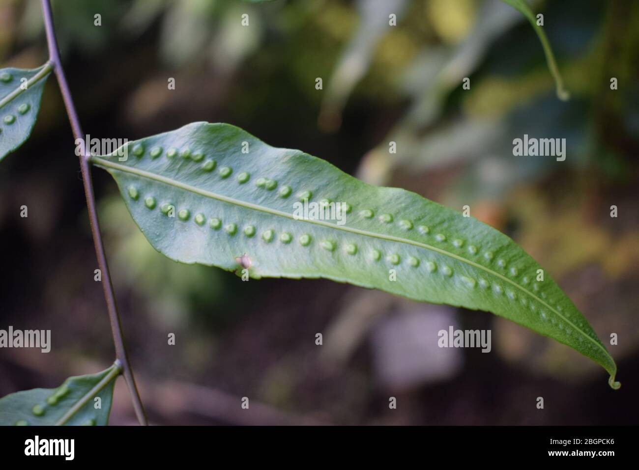 Feuille de tatouage indienne Banque D'Images