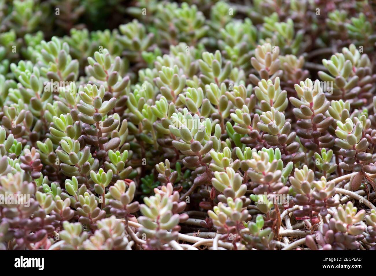 Feuilles de Sedum rubrotinctum Banque D'Images