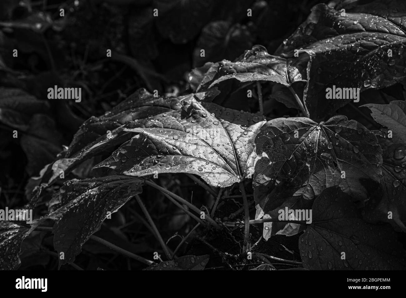 Photo en noir et blanc du feuillage frais de la clôture vivante de l'ivy avec gouttes d'eau sur les feuilles. Texture humide des feuilles pour l'arrière-plan. Beauté de la nature après la pluie. Banque D'Images