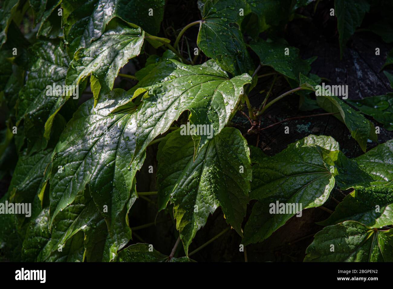 Feuillage frais et luxuriant de l'usine d'escalade ivy avec gouttes d'eau sur des feuilles brillantes. Texture humide des feuilles pour l'arrière-plan. Beauté de la nature après la pluie. Banque D'Images