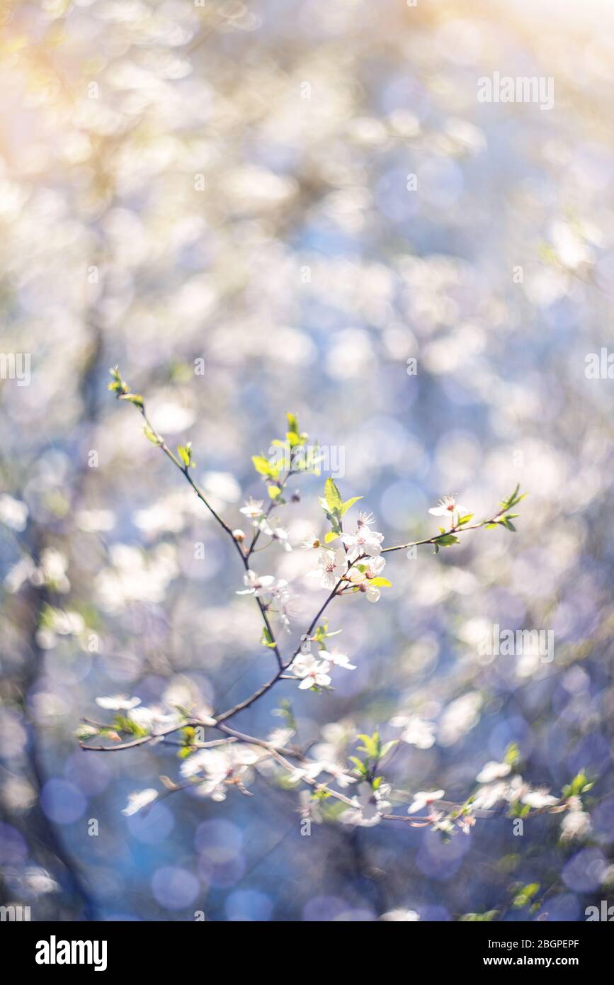 Arrière-plan des branches de cerisier en fleurs dans la lumière du soleil. Banque D'Images