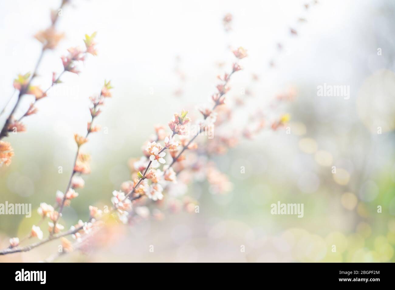 Arrière-plan des branches de cerisier en fleurs dans la lumière du soleil. Banque D'Images