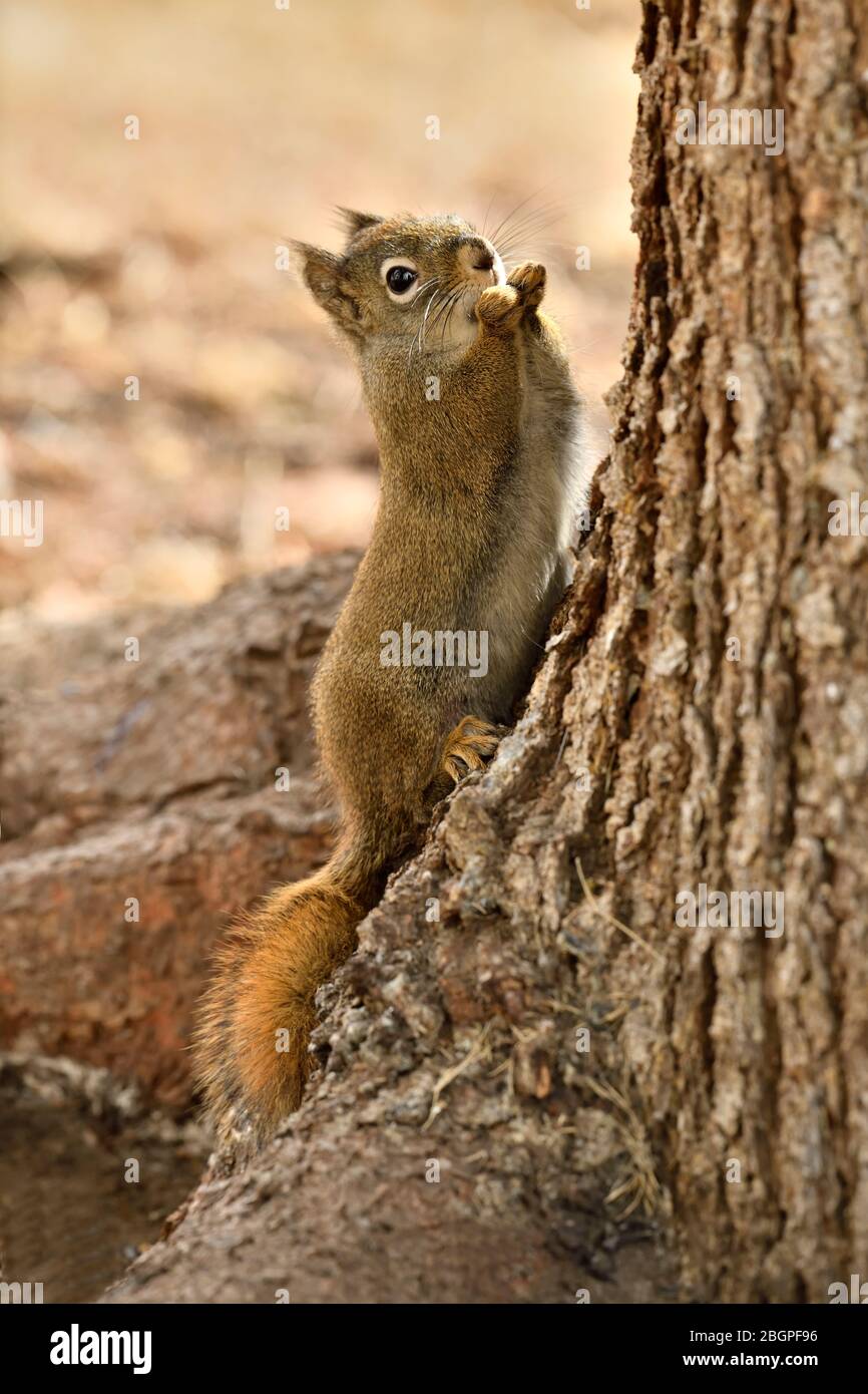 Un écureuil rouge 'Tamiasciurus hudsonicus', en équilibrant sur ses pieds arrière tout en nourrissant sur quelque chose qu'il tient dans ses pattes avant prêtes à se fraiser Banque D'Images