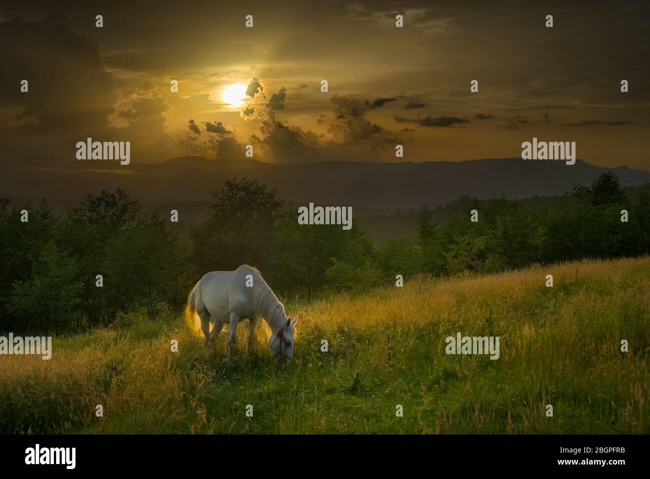 Cheval dans les montagnes de Carpates de Roumanie Banque D'Images