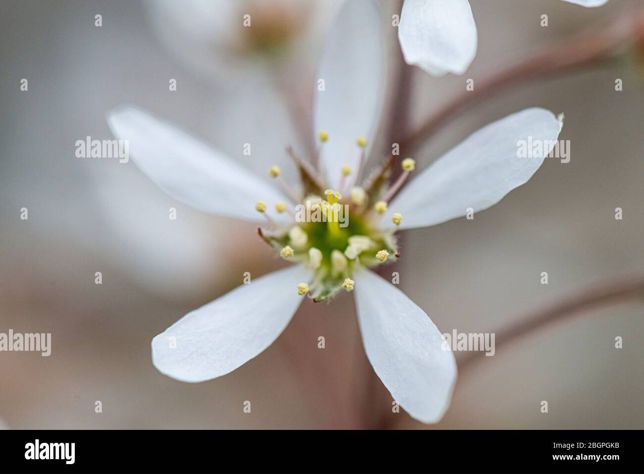 Une fleur d'un mespilus enneigé (Amelanchier lamarckii) Banque D'Images