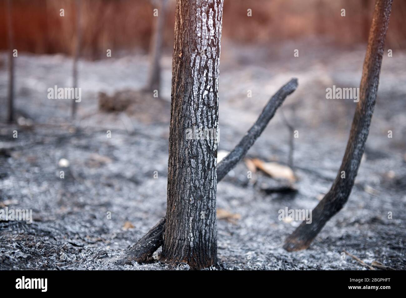 Wildfire a brûlé la brousse d'arbre et les cendres avec l'éclairage extérieur du soleil. Banque D'Images
