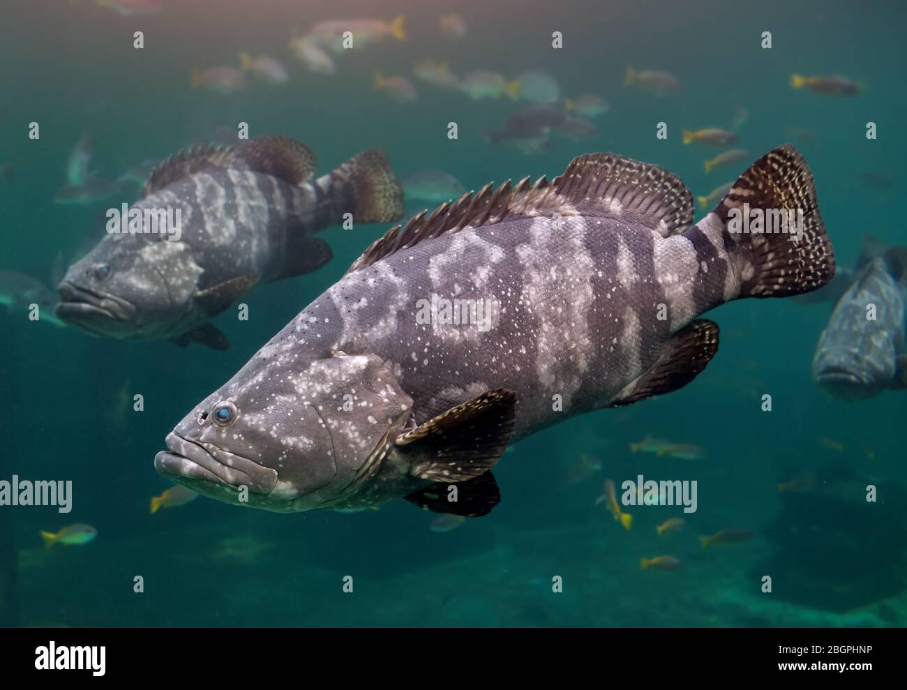 Le mérou géant ou le mérou brun tacheté nagent sous l'eau de mer verte avec un éclairage solaire. Banque D'Images