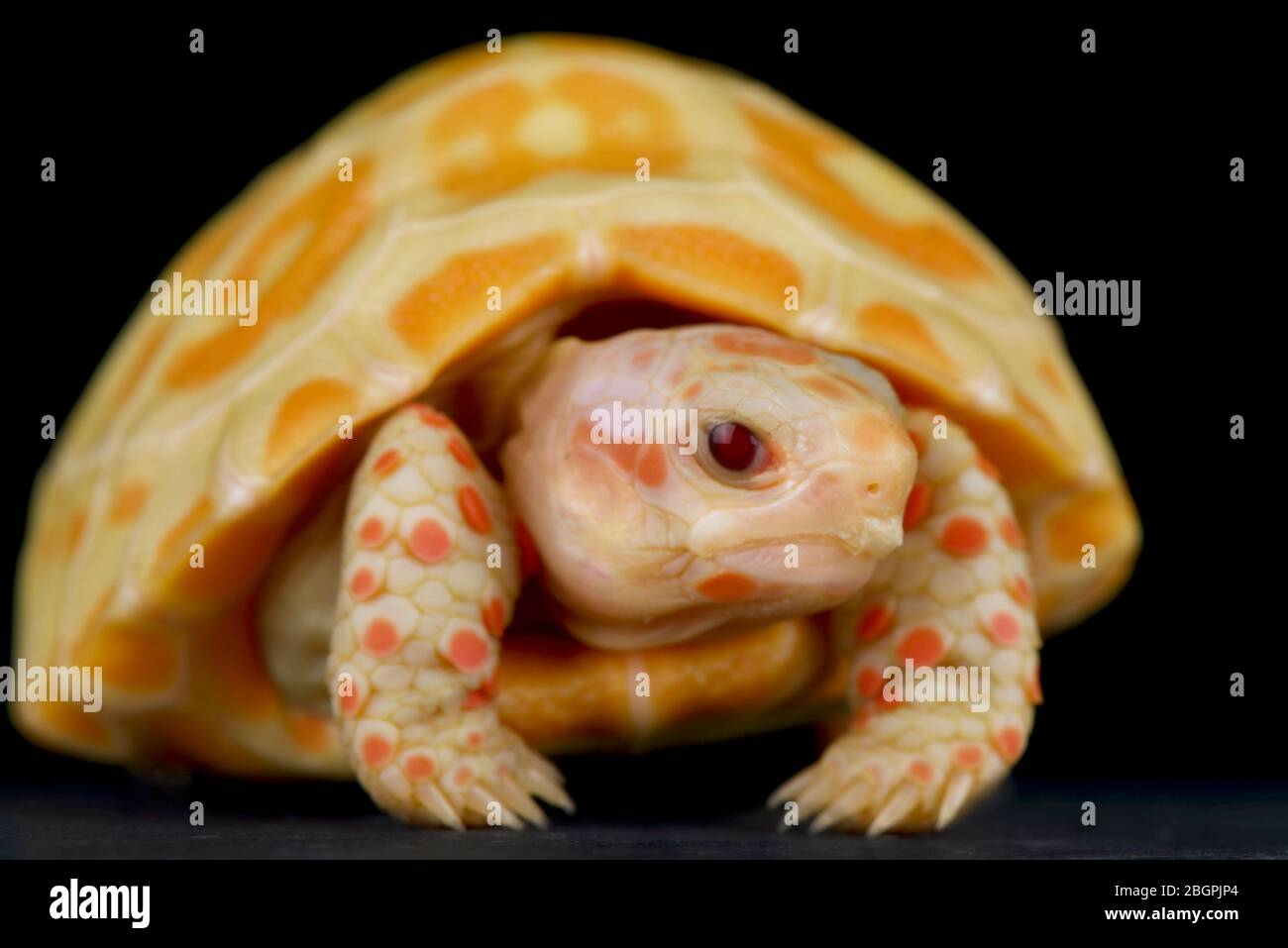 Tortue à pieds rouges Albino (Chelonidis carbonarius) Banque D'Images