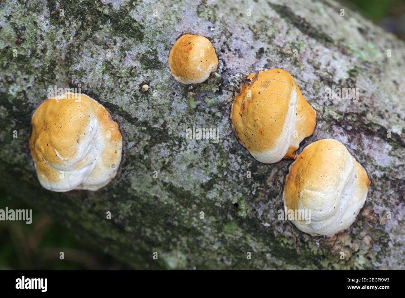 Fomitopsis pinicola, un champignon de pourriture de la tige, connu sous le nom de conk de ceinture rouge ou de champignon de support à bande rouge, polypore sauvage de Finlande Banque D'Images
