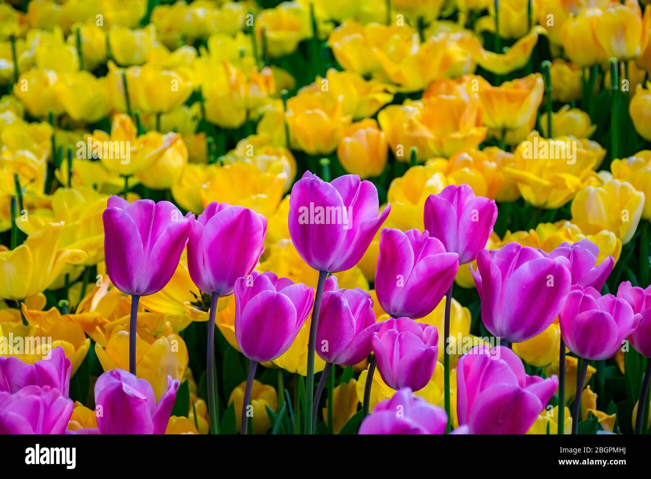 Tulipes de couleur à Istanbul. Belles tulipes de couleur dans un jardin Banque D'Images