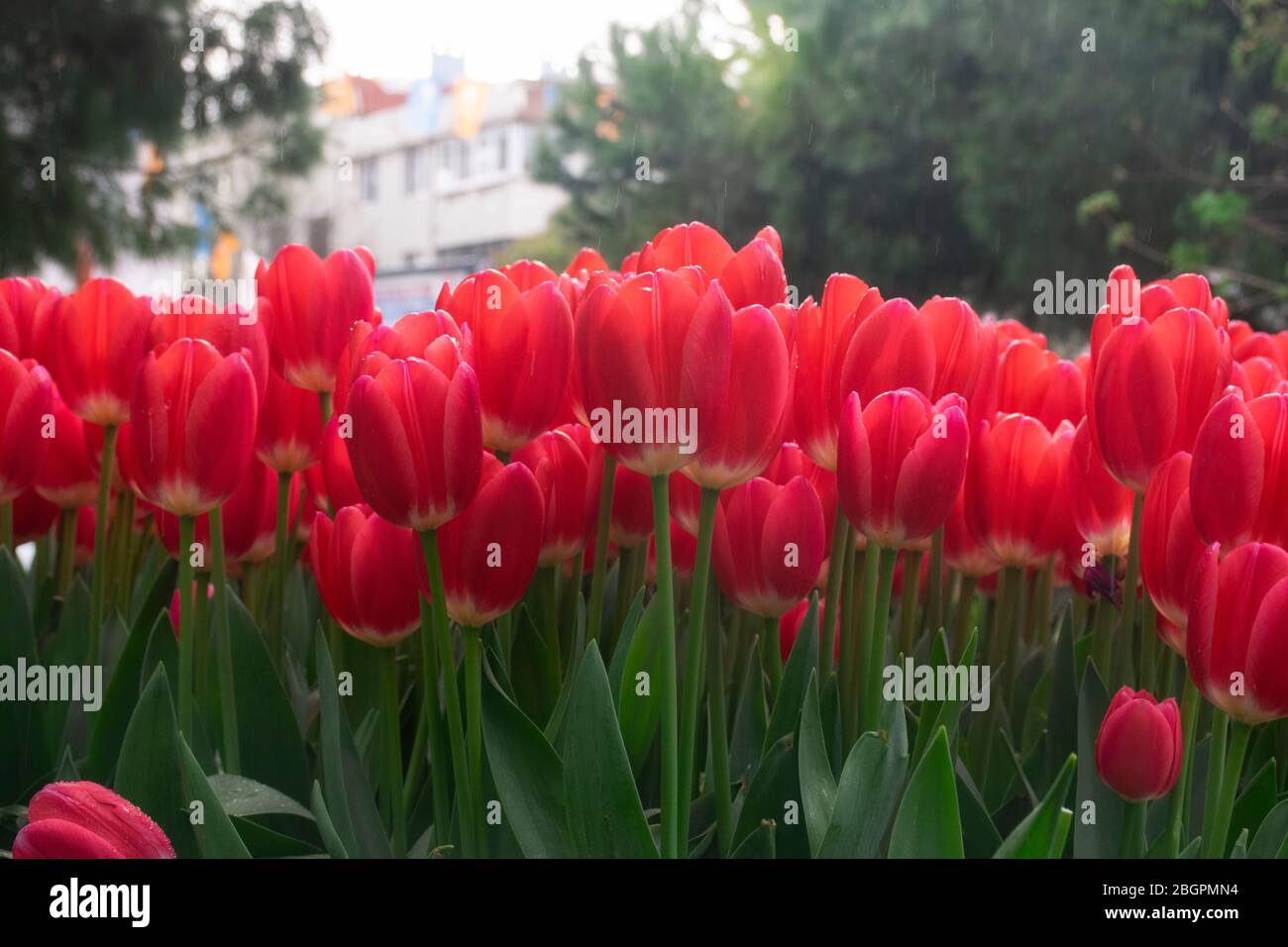 Tulipes rouges fleuris dans la pluie de printemps du soir Banque D'Images