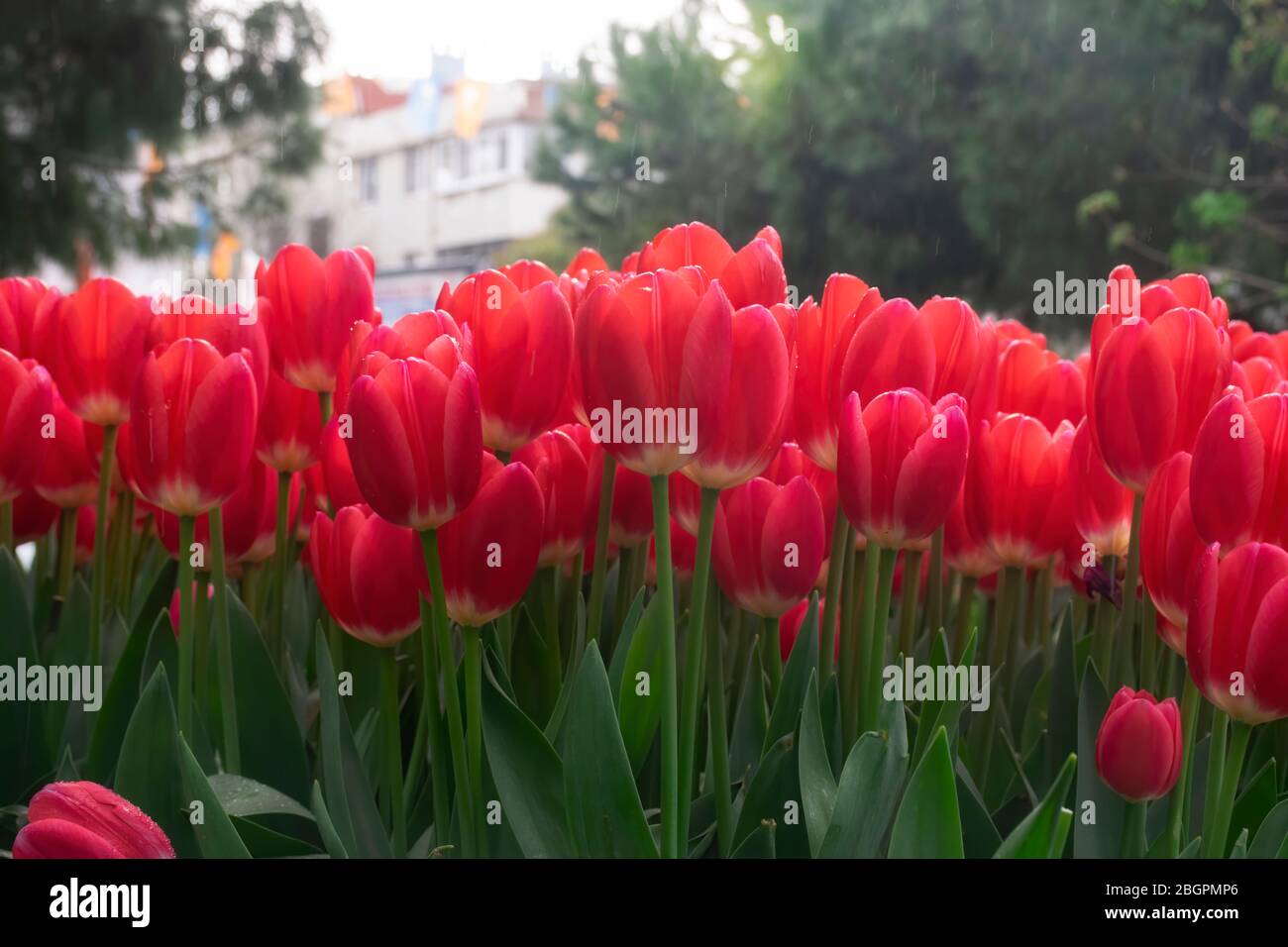 Tulipes rouges fleuris dans la pluie de printemps du soir Banque D'Images