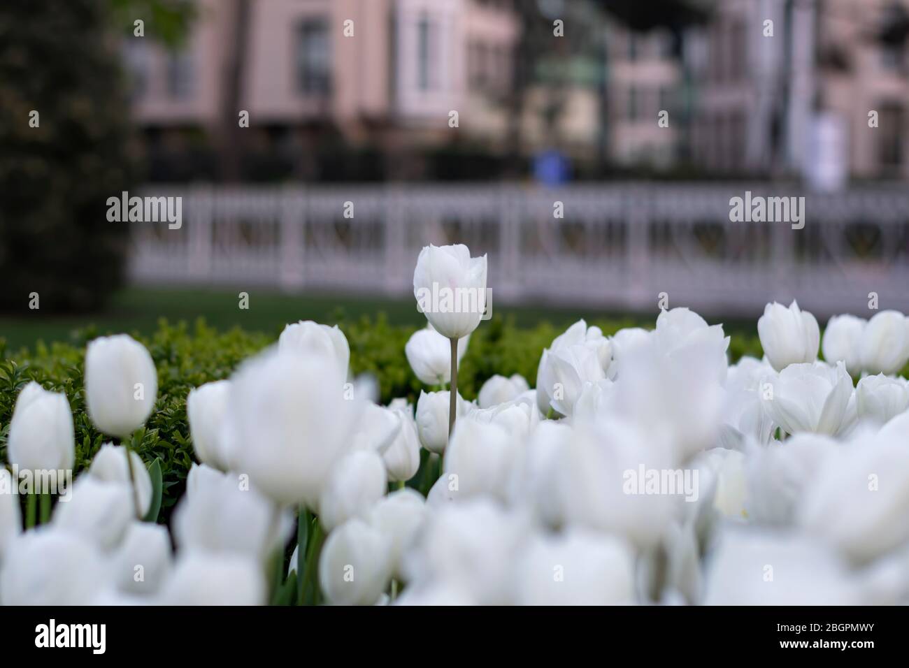 Tulipes blanches à Istanbul. Belles tulipes blanches dans un jardin Banque D'Images