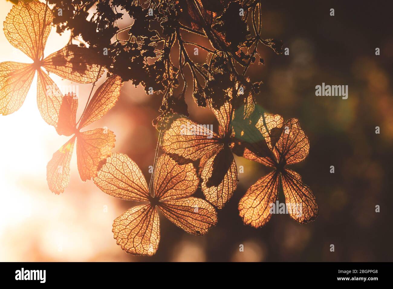 Texture sur des fleurs d'hydracea sèches avec beau soleil lumière Banque D'Images