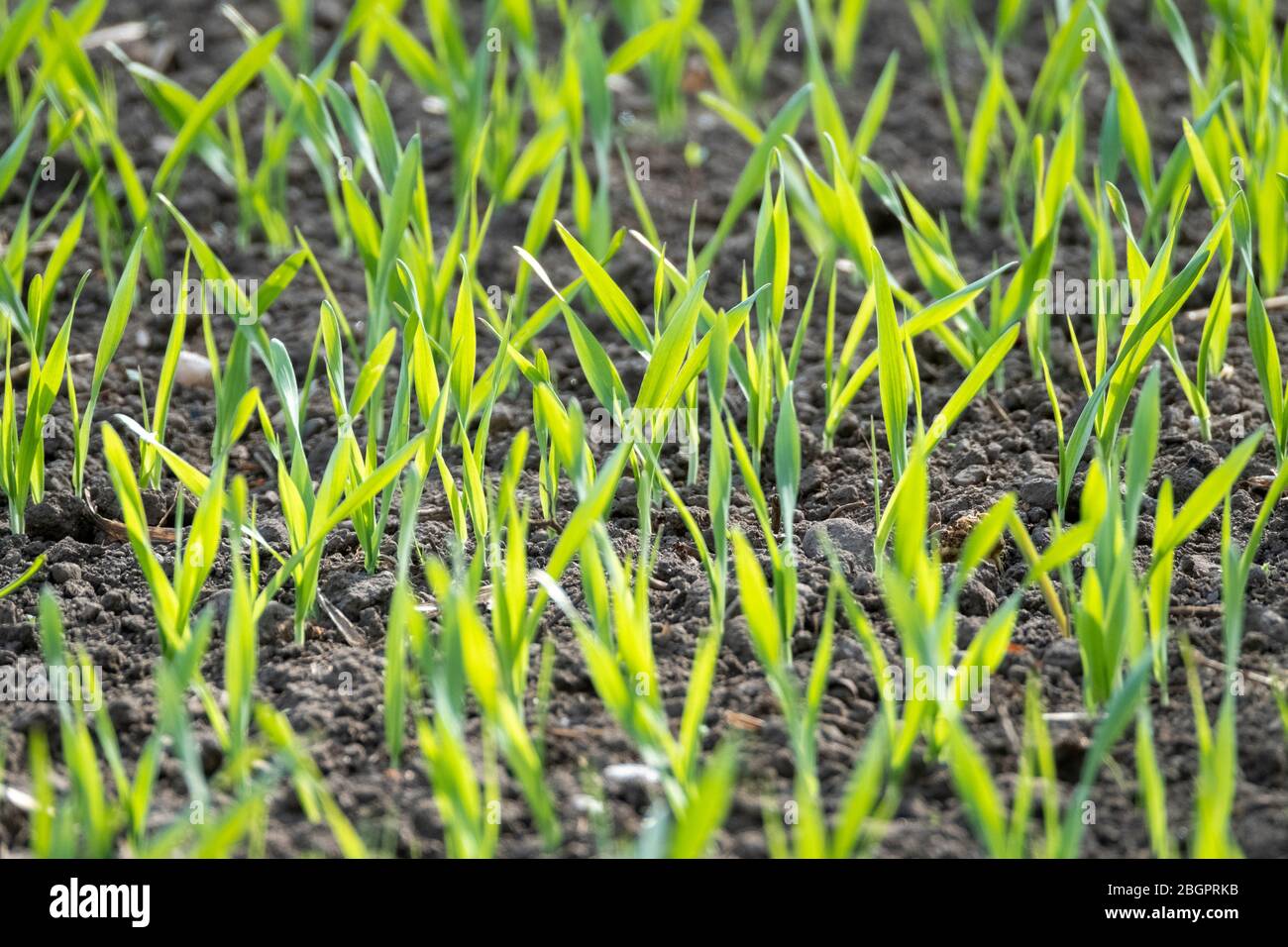 Spring Barley traversant le sol, West Lothian, Écosse Royaume-Uni. Banque D'Images