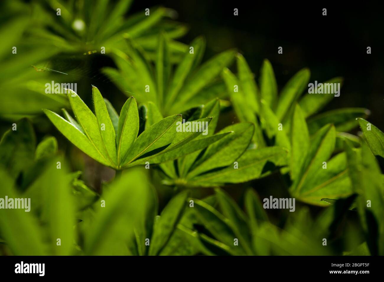 Feuilles de Lupin, Lupinus polyphyllus, dans une forêt près du lac Vansjø à Østfold, Norvège. Banque D'Images