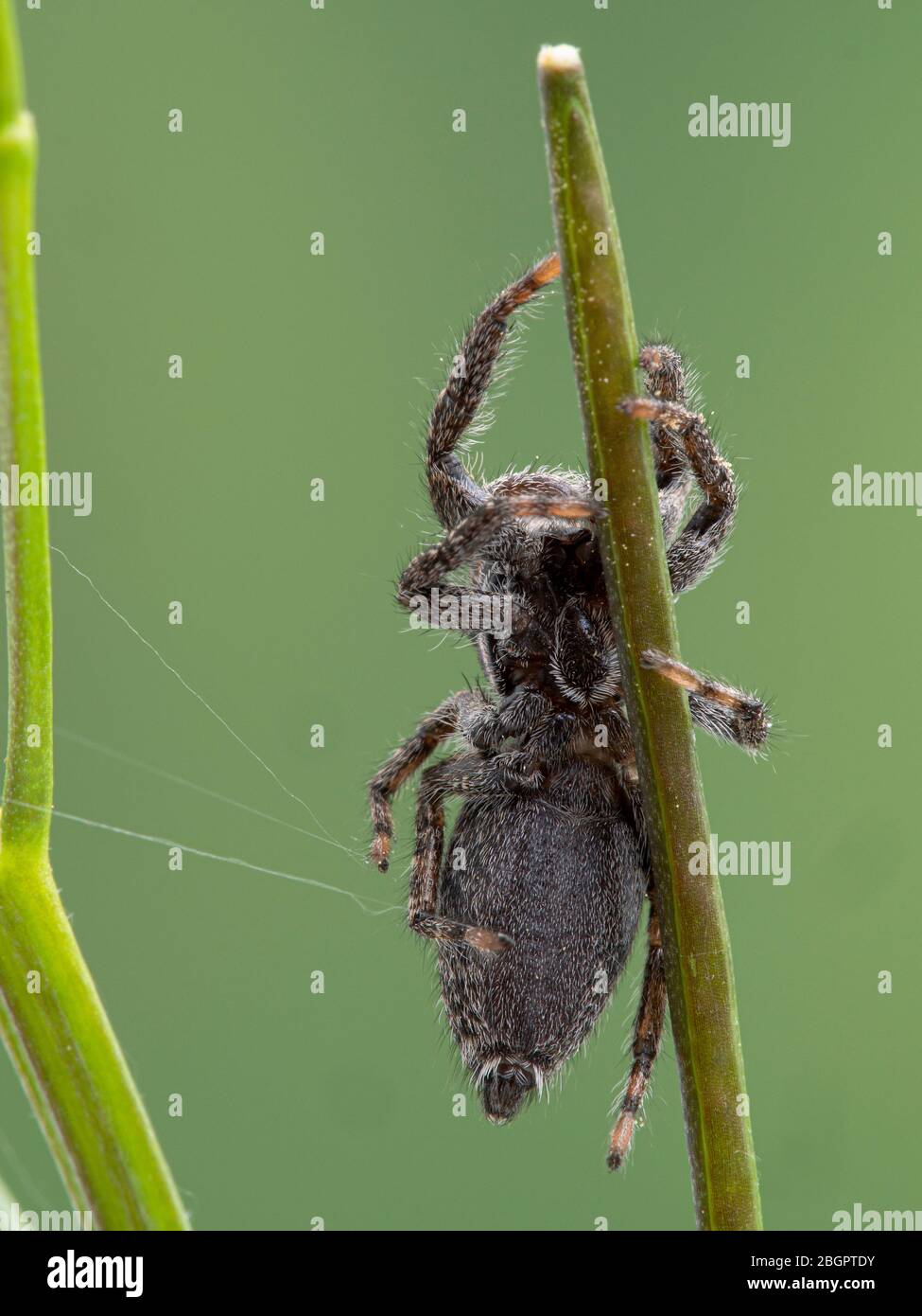 Une araignée de saut flou (Platycryptus californicus) sur une tige de plante, vue de dessous. Photographié dans Delta, Colombie-Britannique, Canada Banque D'Images