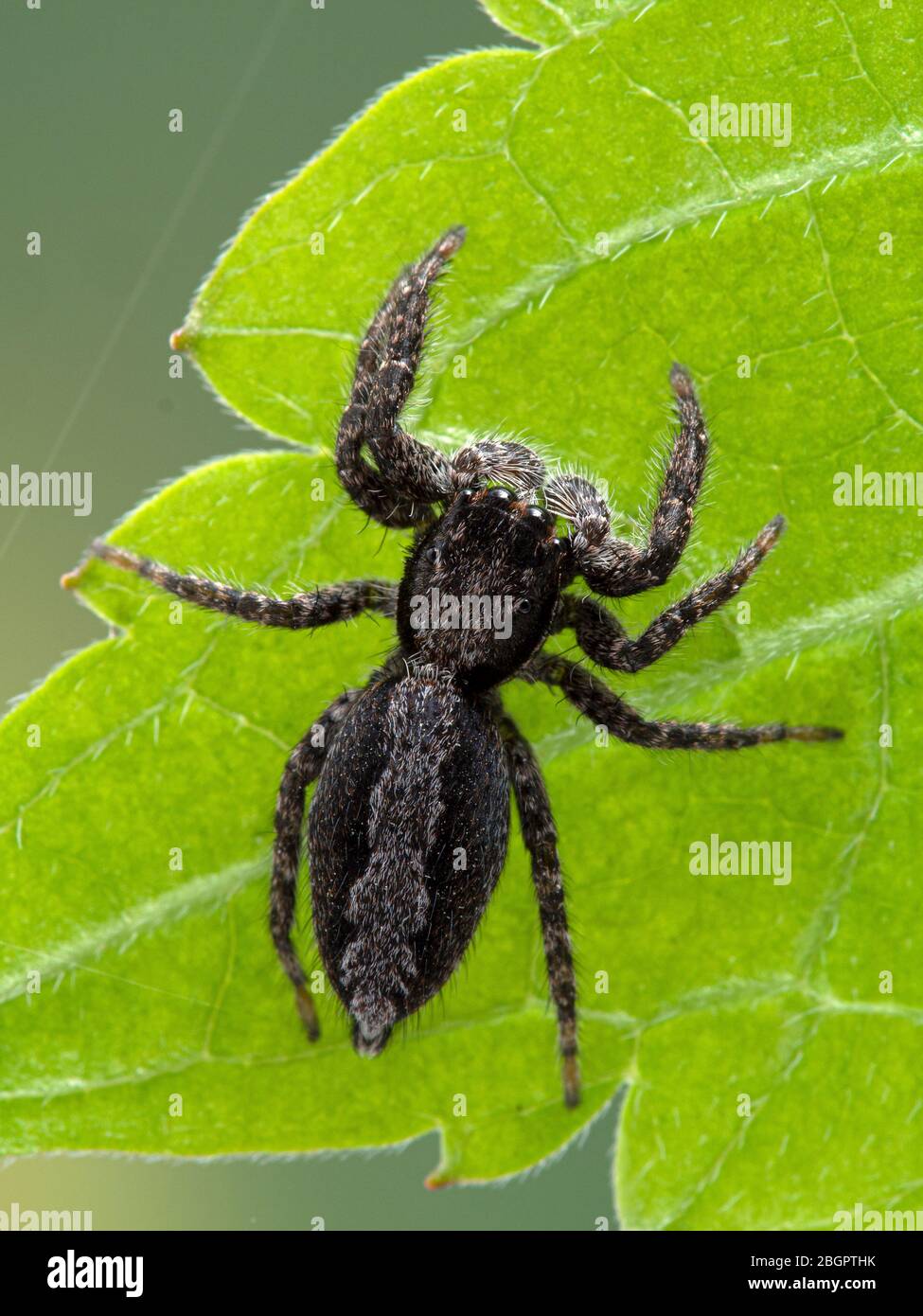 Une jolie araignée de saut (Platycryptus californicus) sur une feuille verte, vue dorsale. Photographié dans Delta, Colombie-Britannique, Canada Banque D'Images