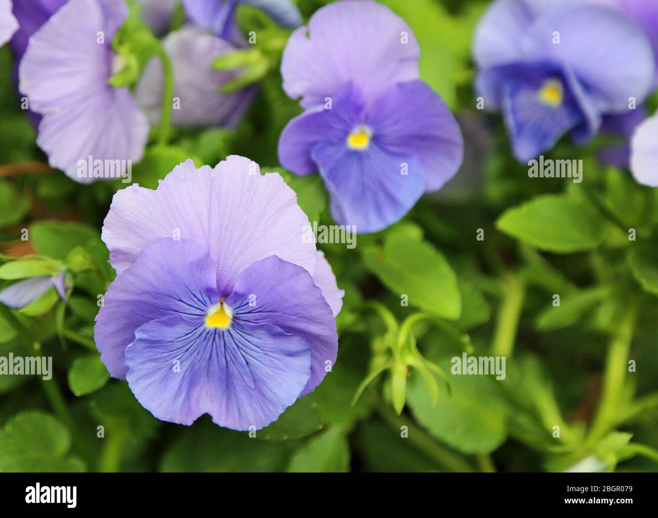 Fleur de pansy en bleu Banque D'Images
