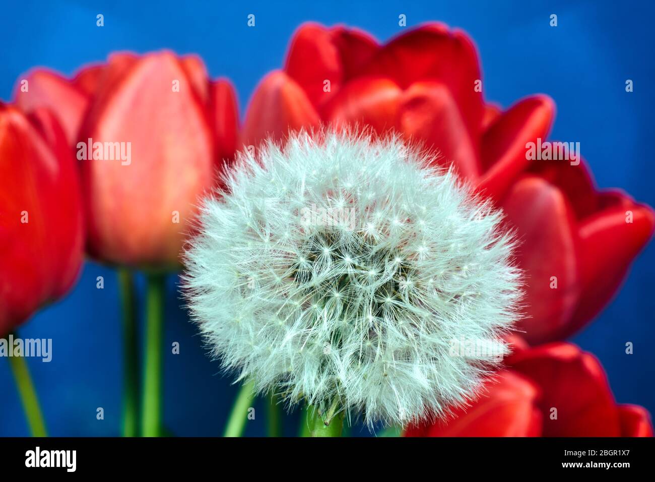 fruit mûr de pissenlit sur fond de tulipes rouges au printemps Banque D'Images