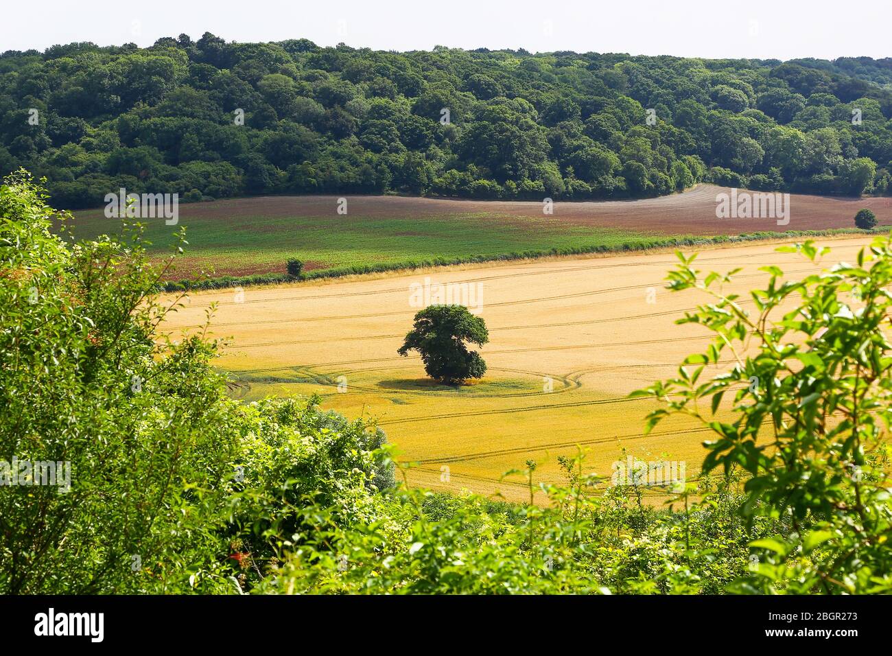 Arbre solitaire dans un champ arable avec des chenilles qui le borde, Somerset, Angleterre, Royaume-Uni Banque D'Images