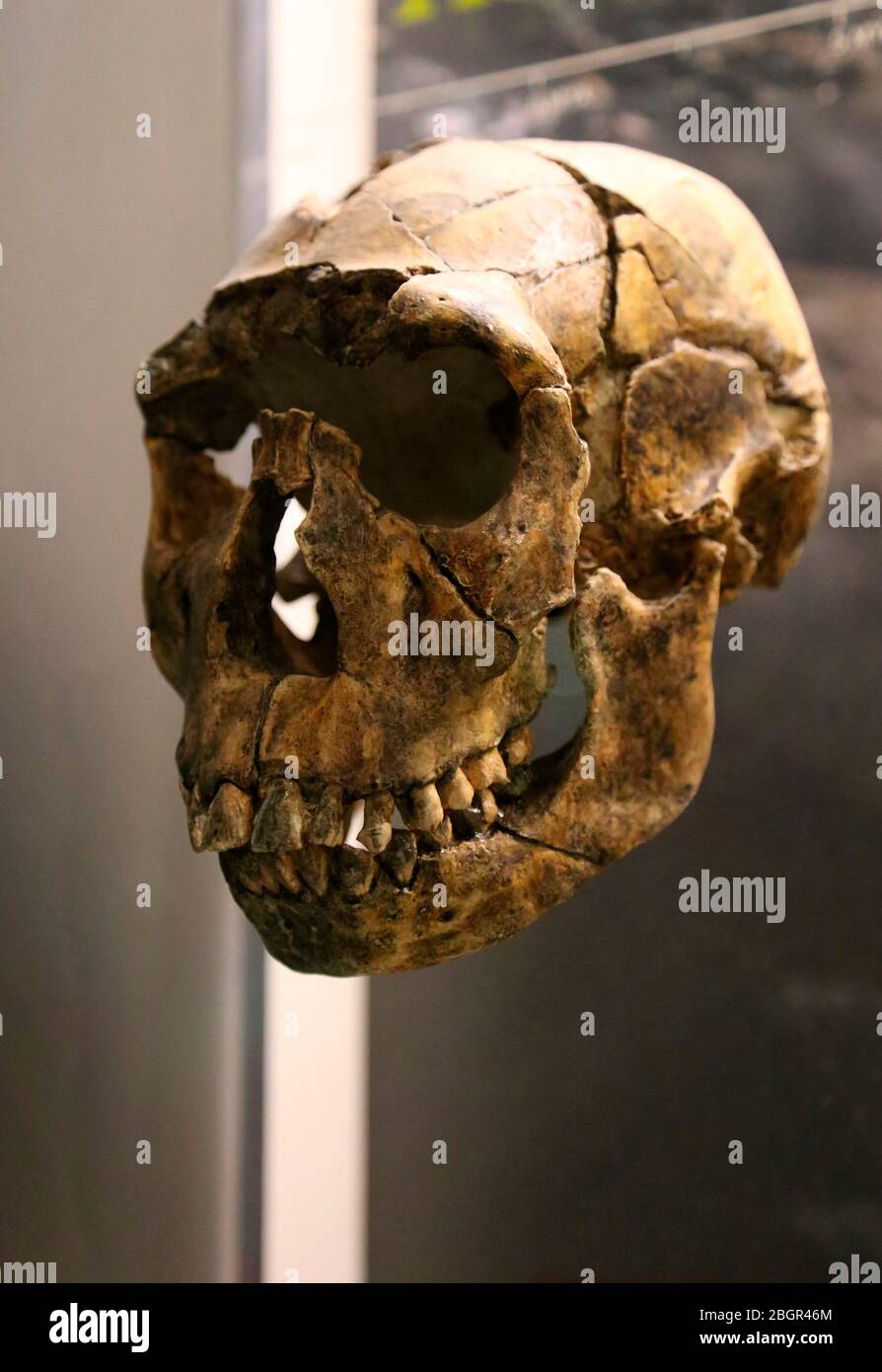 Homo ergaster. Reconstruction d'un crâne. 16 millions d'années. Turkana occidental, Kenya. Reconstruction. Musée américain d'Histoire naturelle, NY. ÉTATS-UNIS. Banque D'Images