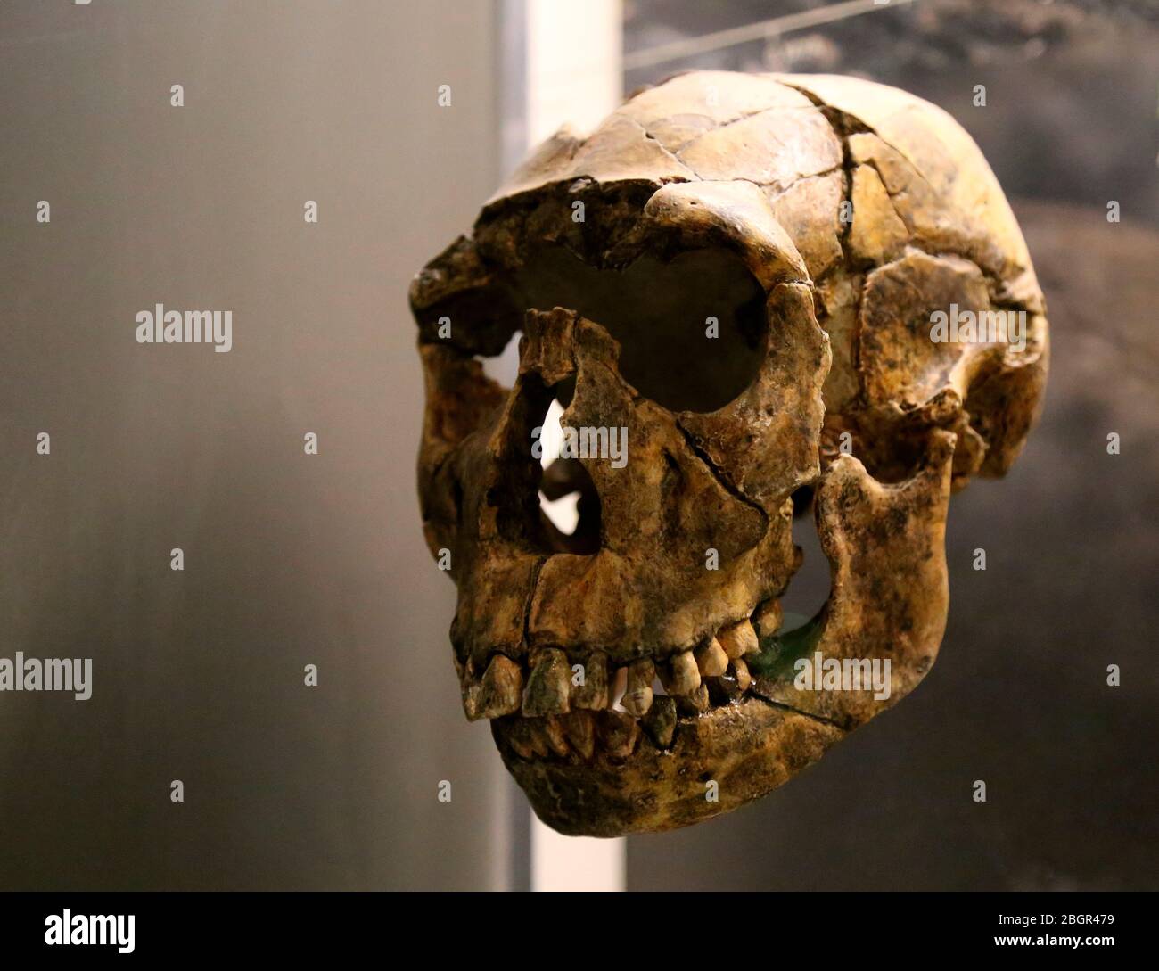 Homo ergaster. Reconstruction d'un crâne. 16 millions d'années. Turkana occidental, Kenya. Reconstruction. Musée américain d'Histoire naturelle, NY. ÉTATS-UNIS. Banque D'Images