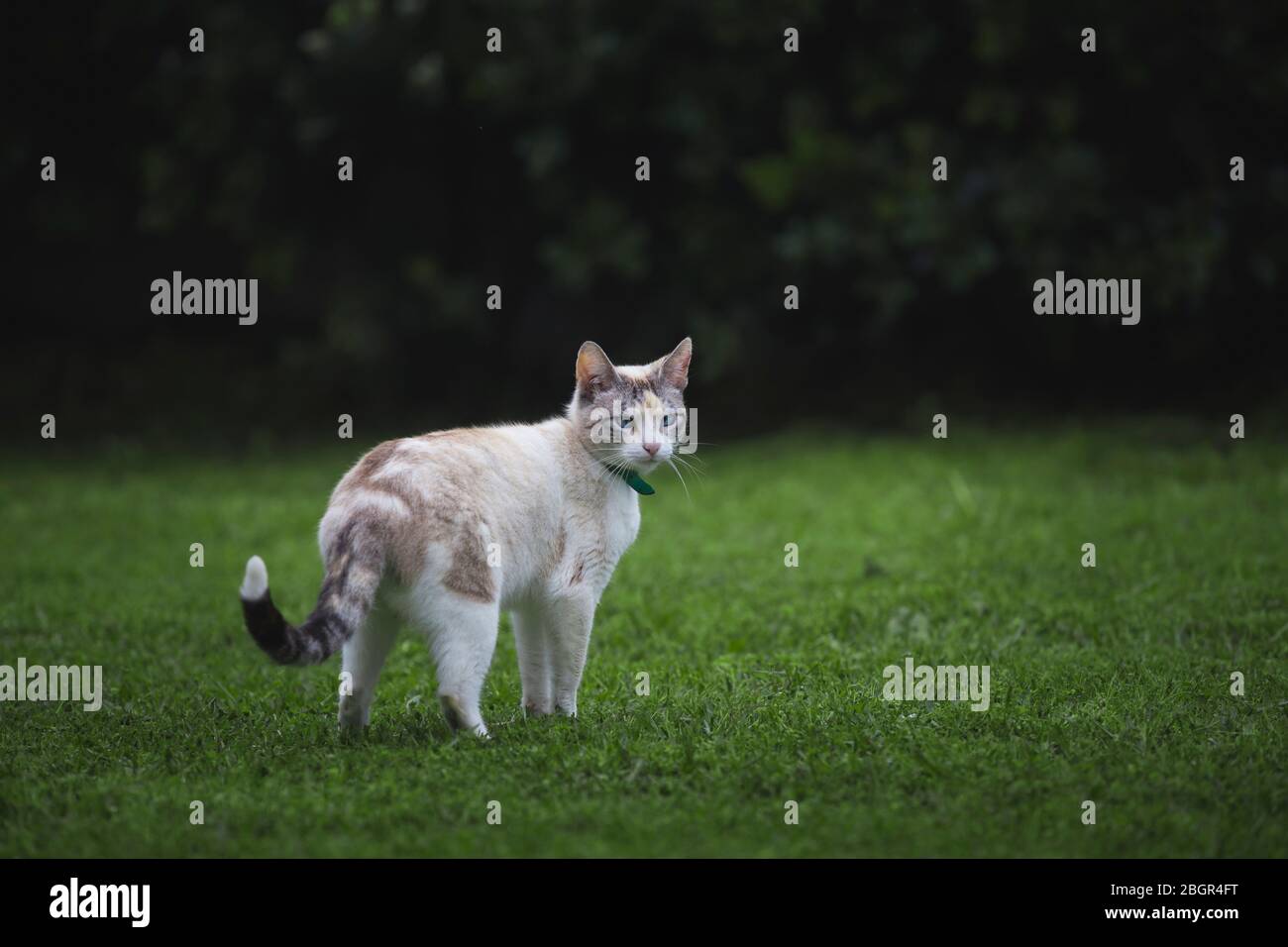 Chat blanc en pose marchant sur l'herbe verte. Banque D'Images