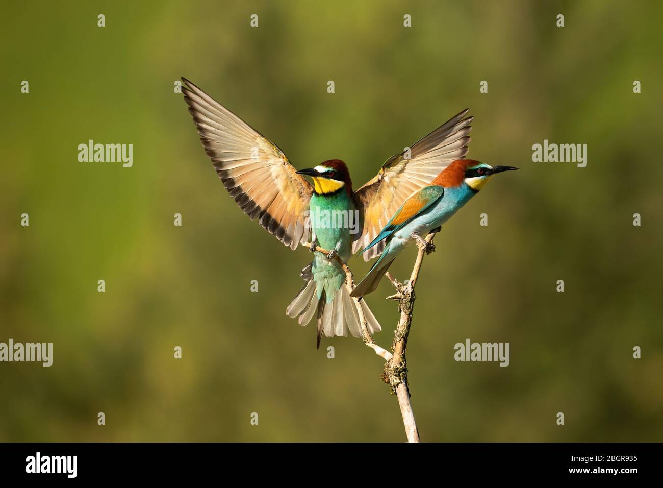 Atterrissage vital des abeilles européennes avec ailes ouvertes en grand dans la nature estivale Banque D'Images