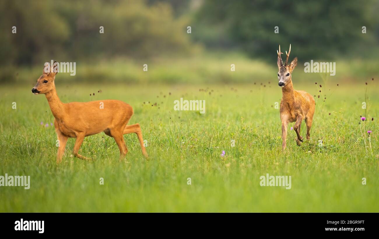 Paire de chevreuils et de doe en saison d'accouplement en été nature Banque D'Images